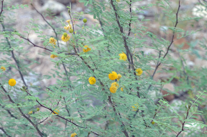Sweet Acacia is a small tree or shrub with a handsome multi-trunk that is brown and often with drooping branches. These thick branches form dense thickets, armed with sharp 1 inch (2.54 cm) thorns or spines. Vachellia farnesiana, (=Acacia farnesiana)